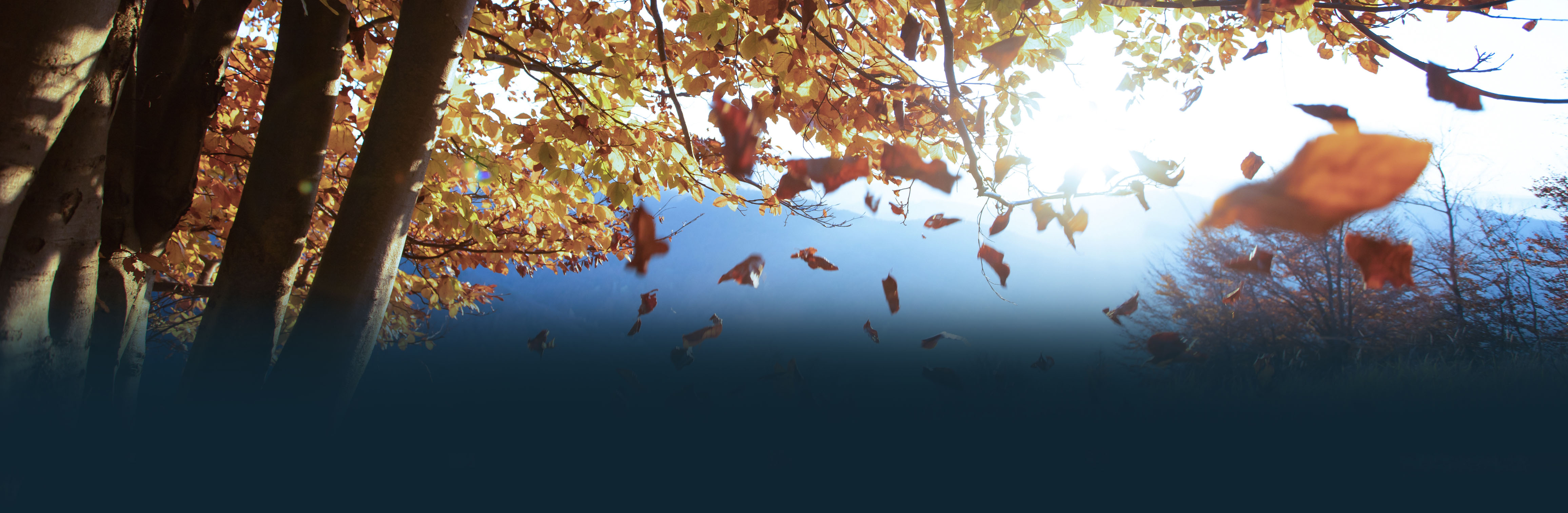 HP_Foto autunno copia